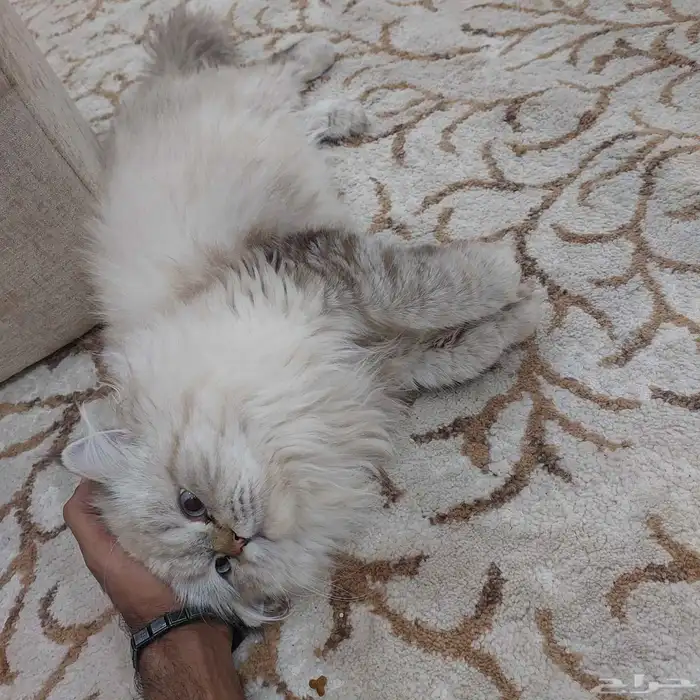 هملايا قط للبيع 2