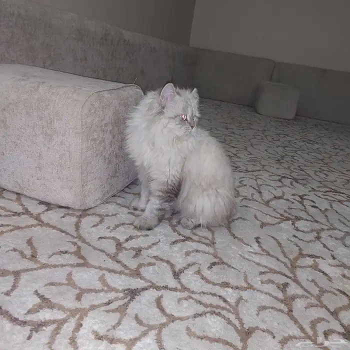 هملايا قط للبيع 1