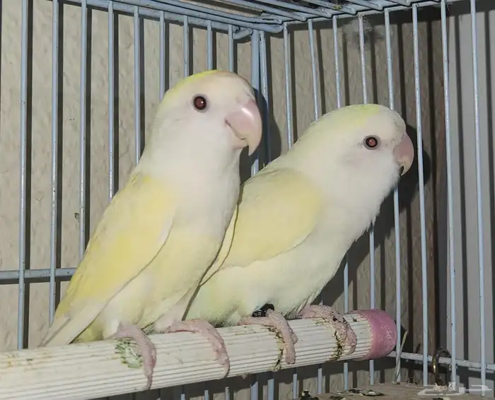 زوج اينو فاخر 9