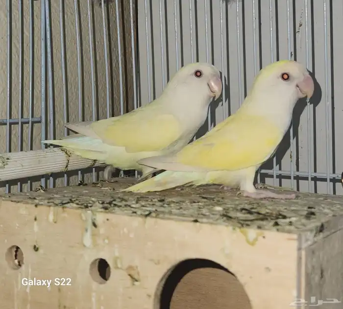 زوج اينو فاخر 6