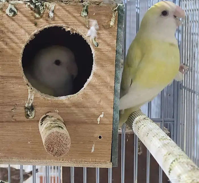 زوج اينو فاخر 4