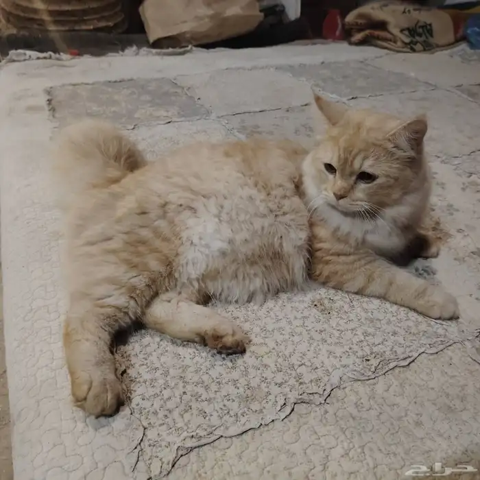 للبيع قطه شيرازي اليفه حبوبه دلوعه 2