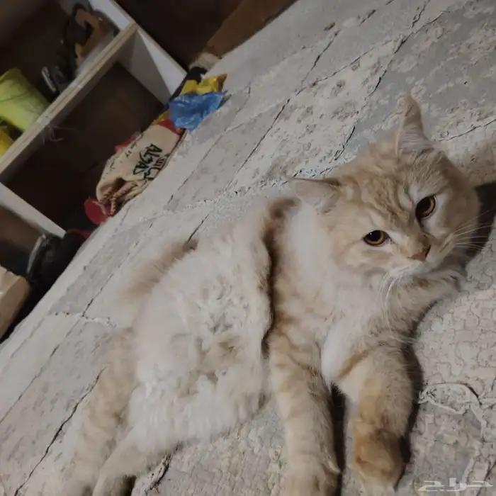 للبيع قطه شيرازي اليفه حبوبه دلوعه 0