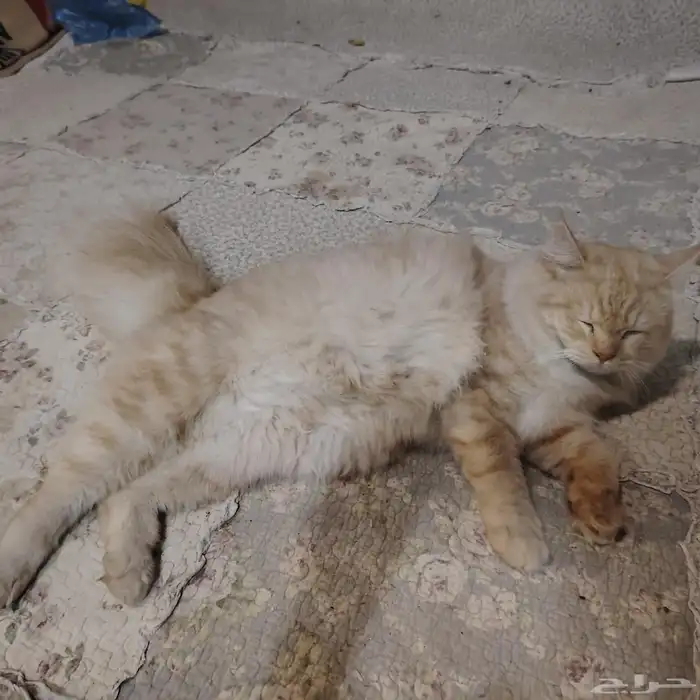 للبيع قطه شيرازي اليفه حبوبه دلوعه 3