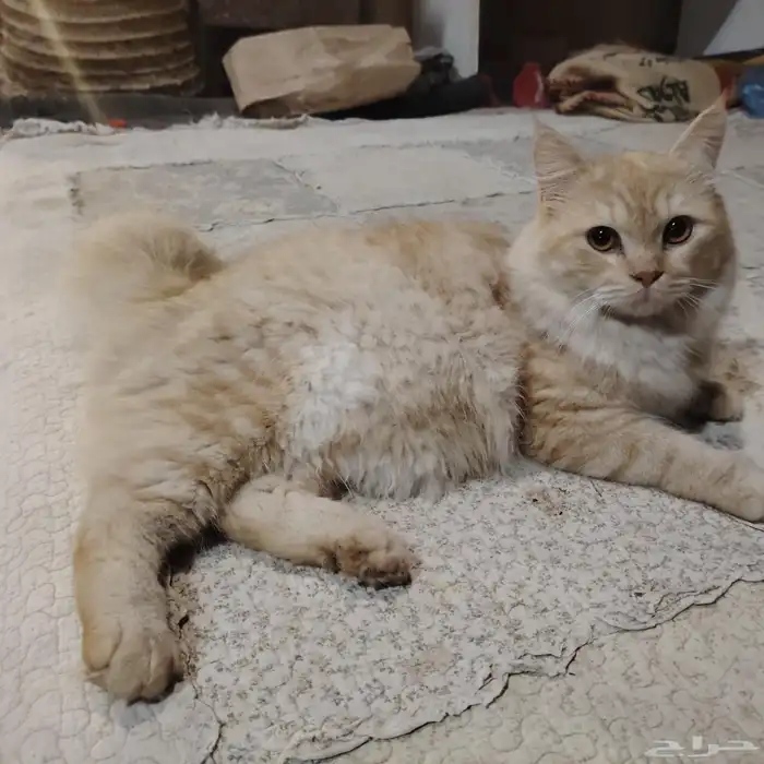 للبيع قطه شيرازي اليفه حبوبه دلوعه 1