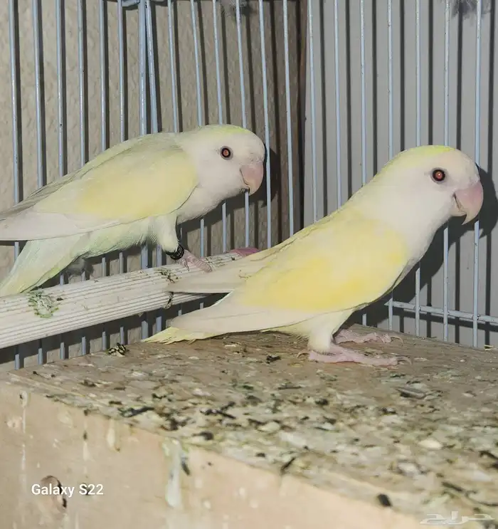 زوج اينو فاخر 2