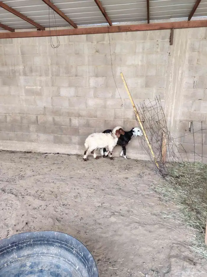 رخال نعيم ونجد 2 1