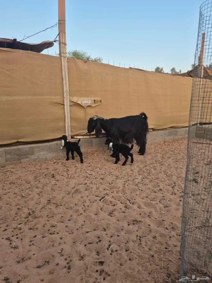 عنز تحتها جفرتين 6