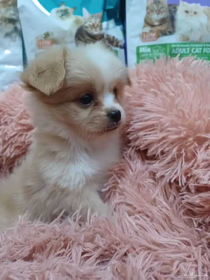 كلب مالتيز بيور 4