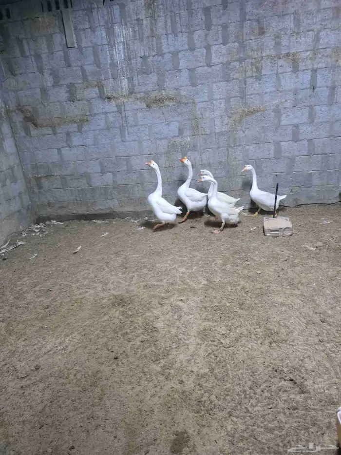 وز بلغاري كوبرا عيون زرق 0