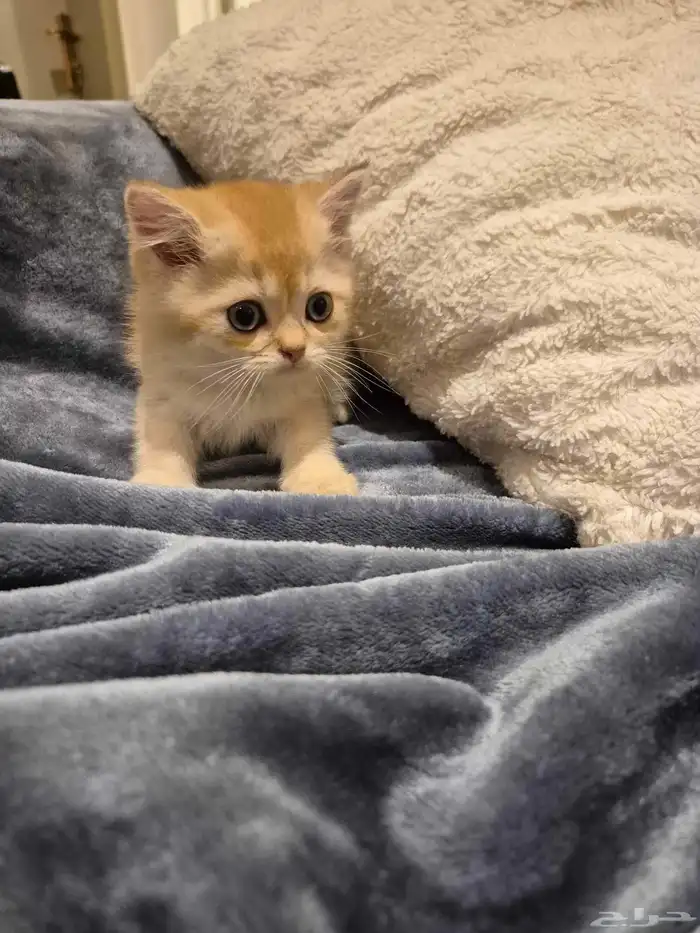 اول صورتين للام سكوتش والاب هجين سكوتش والباقي عيالهم 3