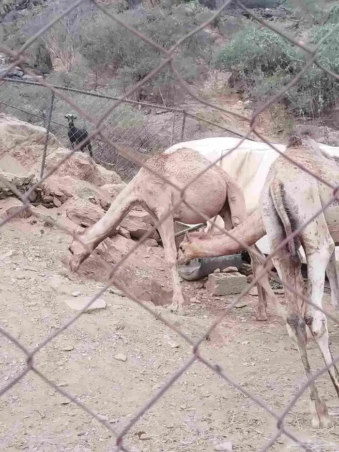 حشوان للبيع 3