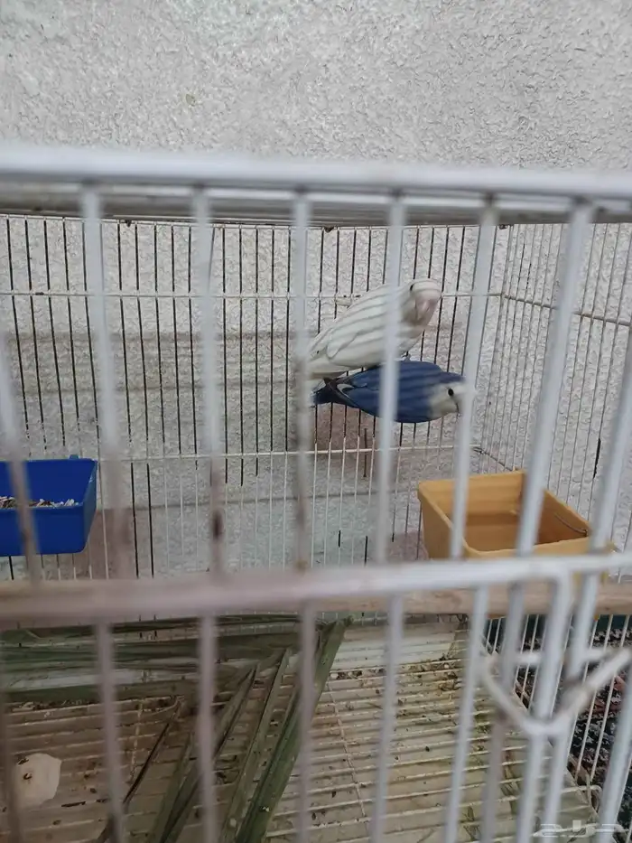 جوز روز للانتاج 2