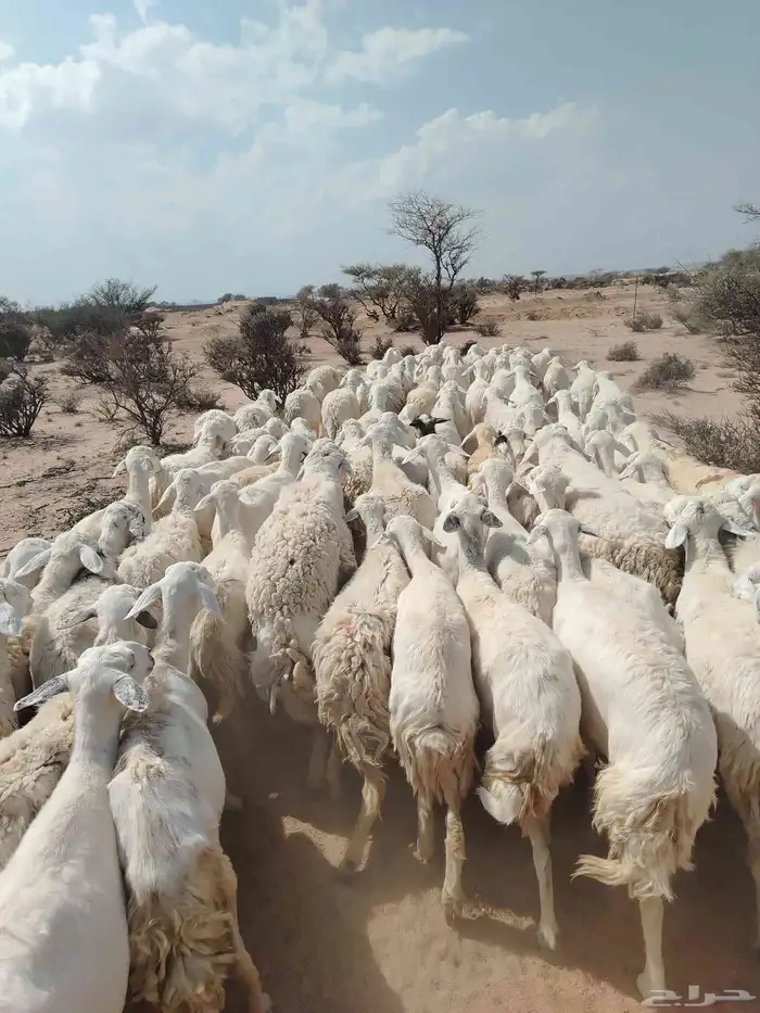 الغنم حريات طيب مرح واحد 0