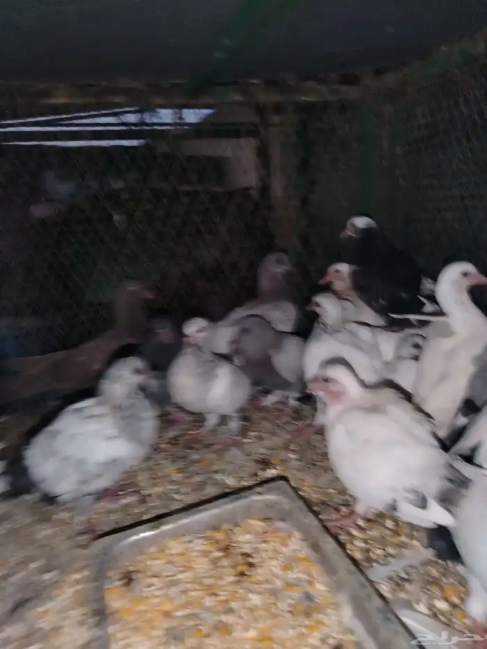 فروخ حمام سمينه 3