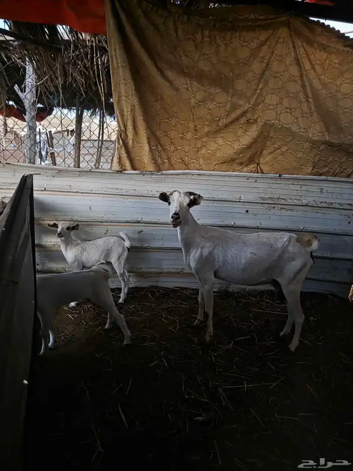 ماشاء الله نعرض على انظاركم مناتيج 2