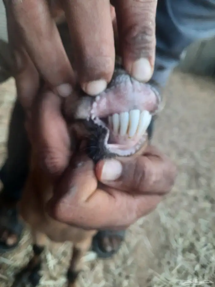 ماعز قزمي للبيع او البدل المناسب 7