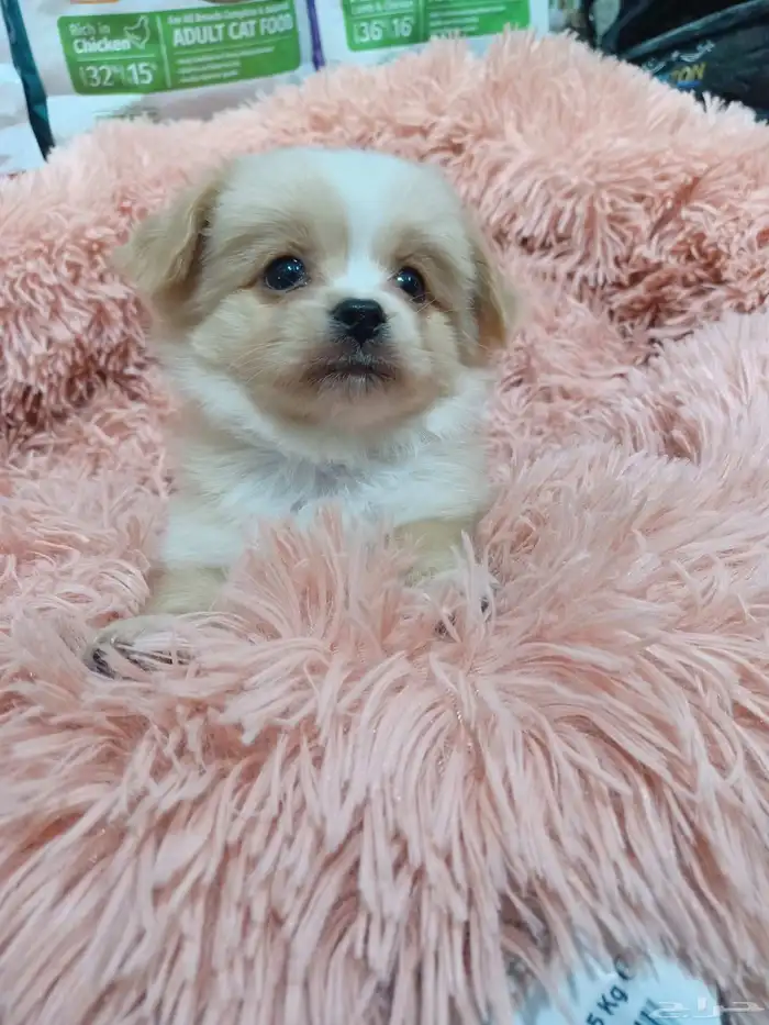 كلب مالتيز بيور 1