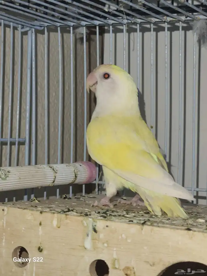 زوج اينو فاخر 7