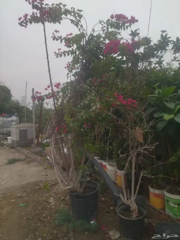 مشاتل الدمام طريق الجبيل 0