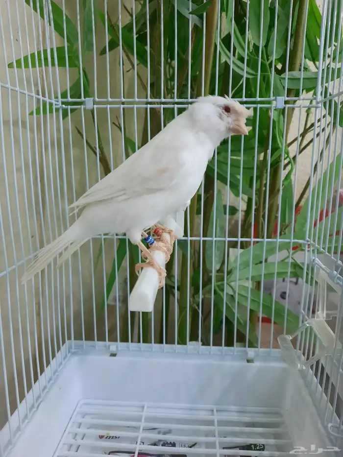 جوز وايت ستنايت 7