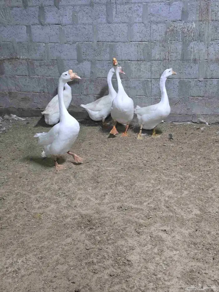 وز بلغاري كوبرا عيون زرق 4