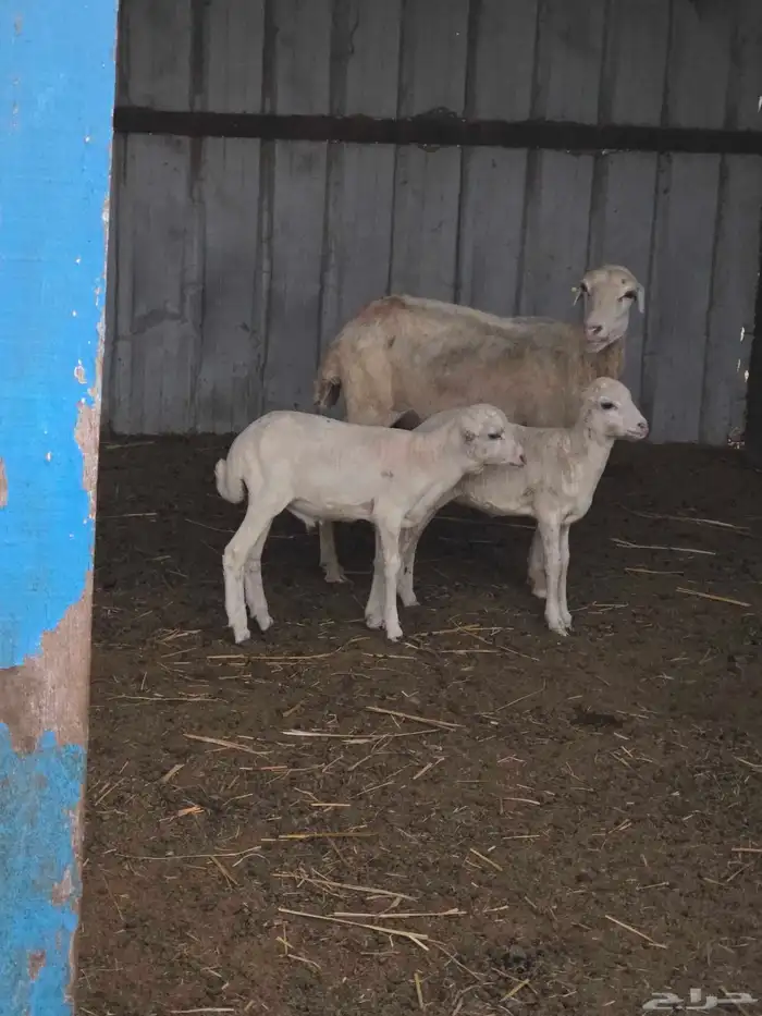 ماشاء الله نعرض على انظاركم مناتيج 4