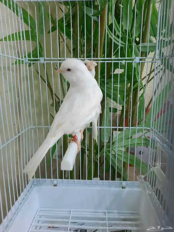 جوز وايت ستنايت 3