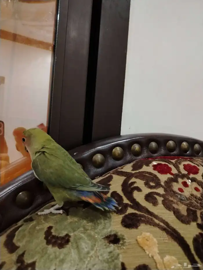 طير هدد علا السوم 1