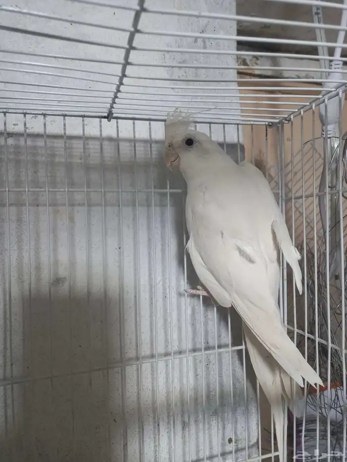 زوج كروان البينو وهولندي منتج فخم 2