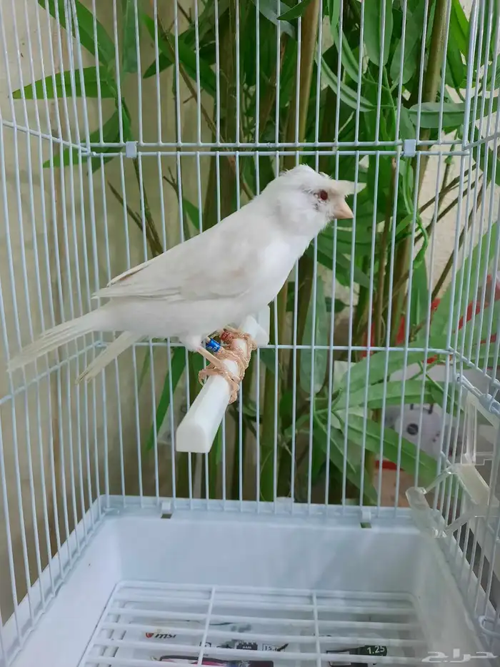 جوز وايت ستنايت 9