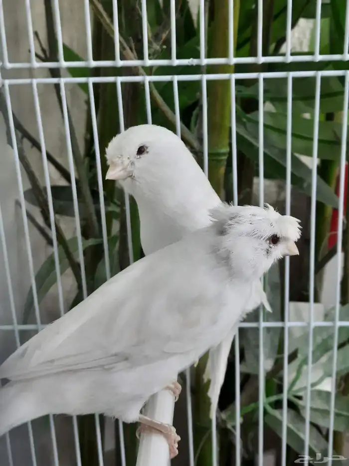 جوز وايت ستنايت 8