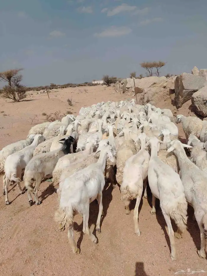 الغنم حريات طيب مرح واحد 6