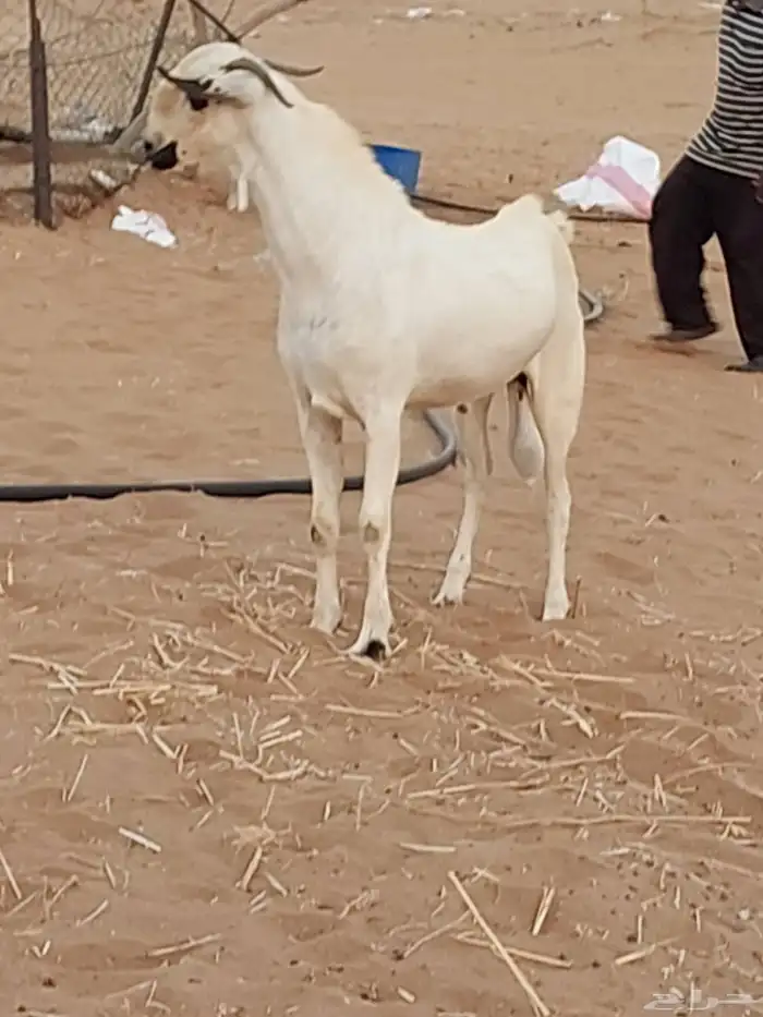 تيس فحل بيشي اكحل فاخر 2