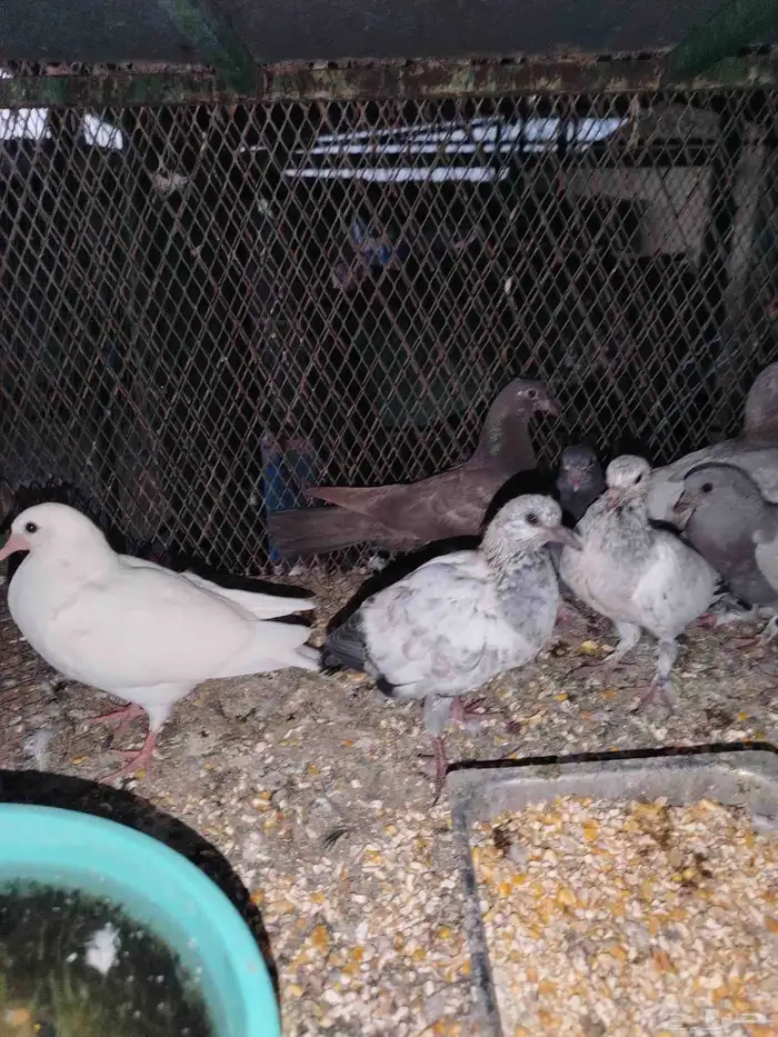 فروخ حمام سمينه 2