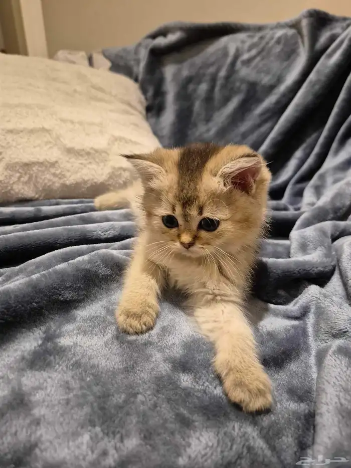 اول صورتين للام سكوتش والاب هجين سكوتش والباقي عيالهم 7