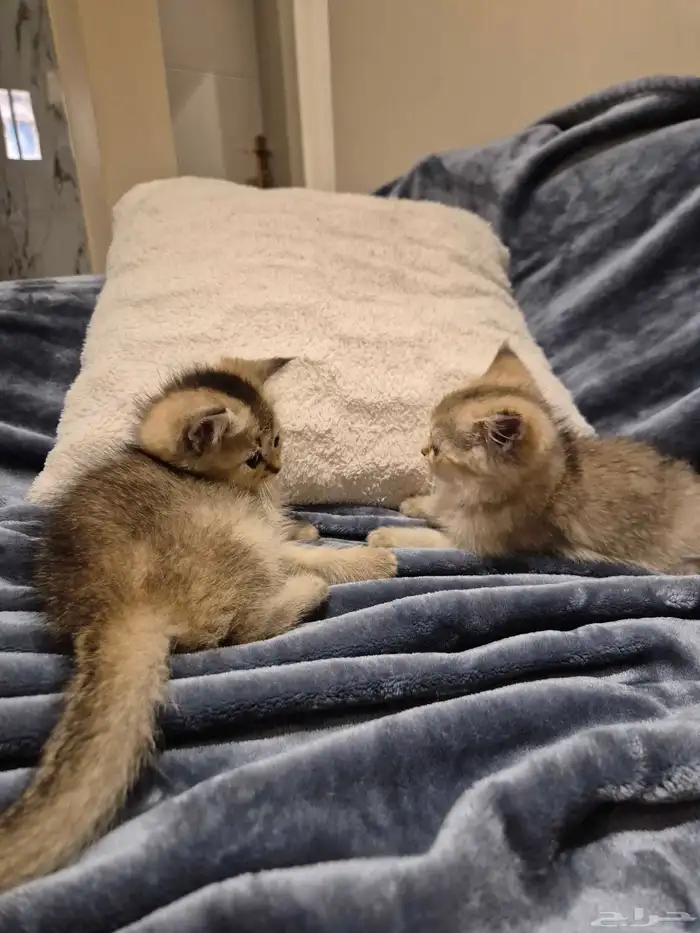 اول صورتين للام سكوتش والاب هجين سكوتش والباقي عيالهم 6