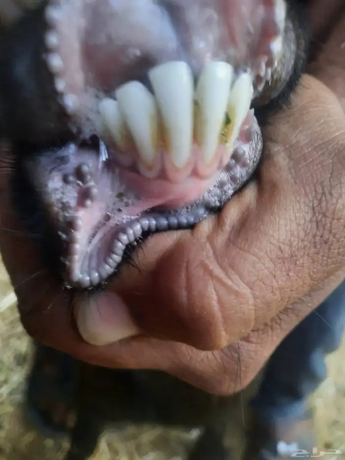 ماعز قزمي للبيع او البدل المناسب 9