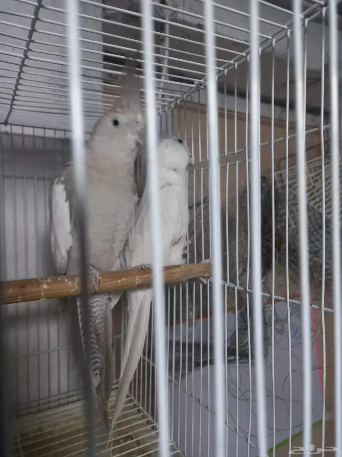 زوج كروان البينو وهولندي منتج فخم 8