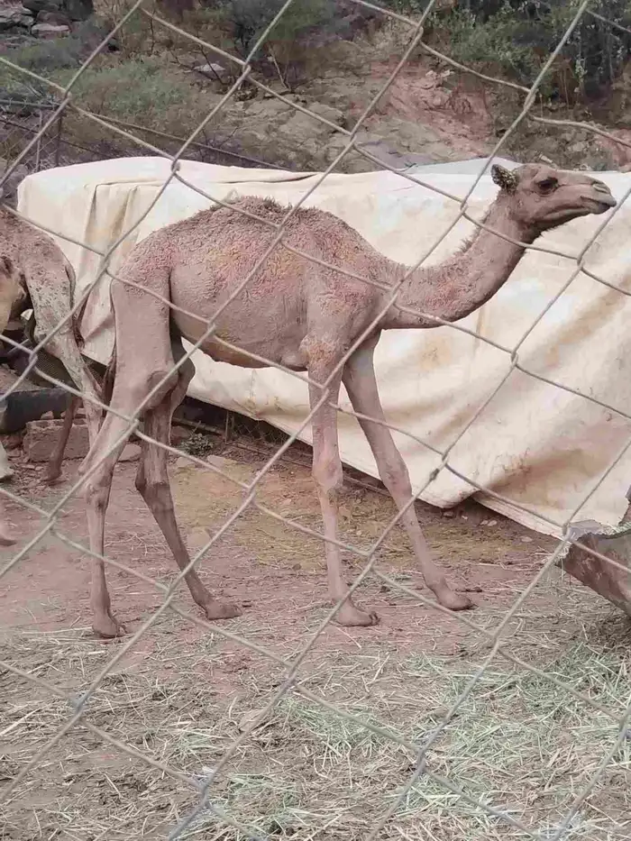 حشوان للبيع 0