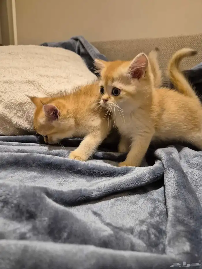 اول صورتين للام سكوتش والاب هجين سكوتش والباقي عيالهم 8