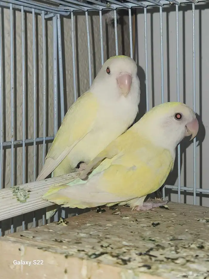 زوج اينو فاخر 3