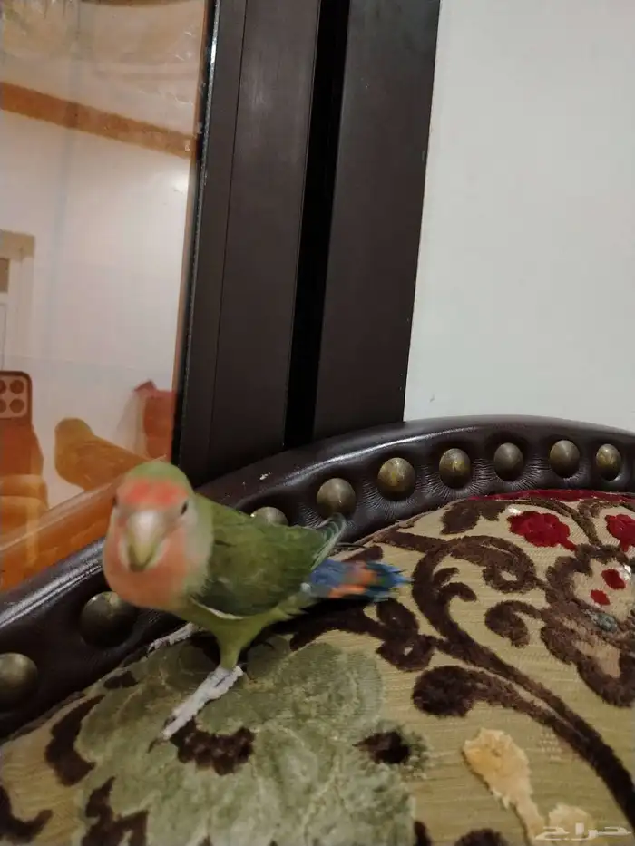 طير هدد علا السوم 0