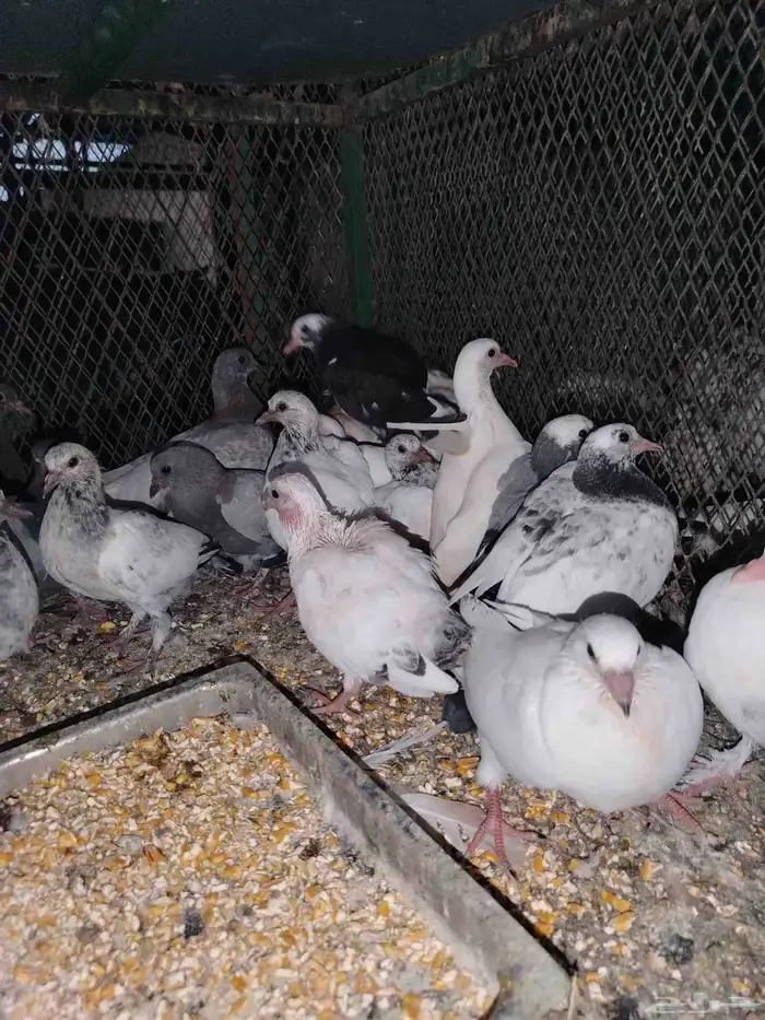 فروخ حمام سمينه 7