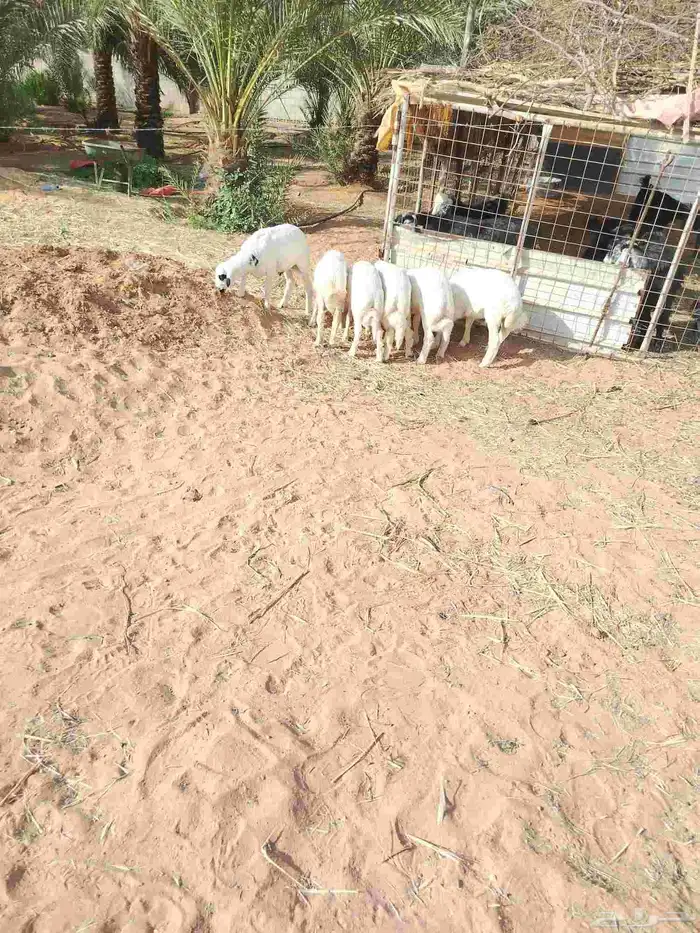 طليان حريات وتيوس للبيع وطيبه ما شاء الله للتواصل 0