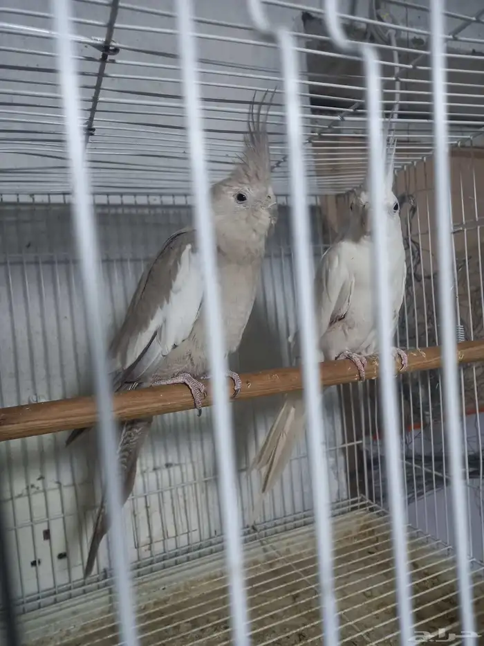 زوج كروان البينو وهولندي منتج فخم 4