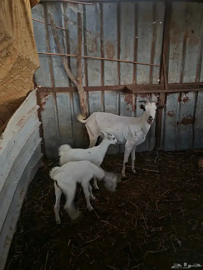 ماشاء الله نعرض على انظاركم مناتيج 0