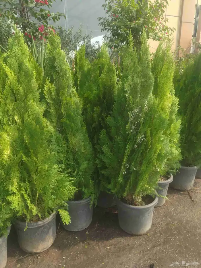 مشاتل الدمام طريق الجبيل 6