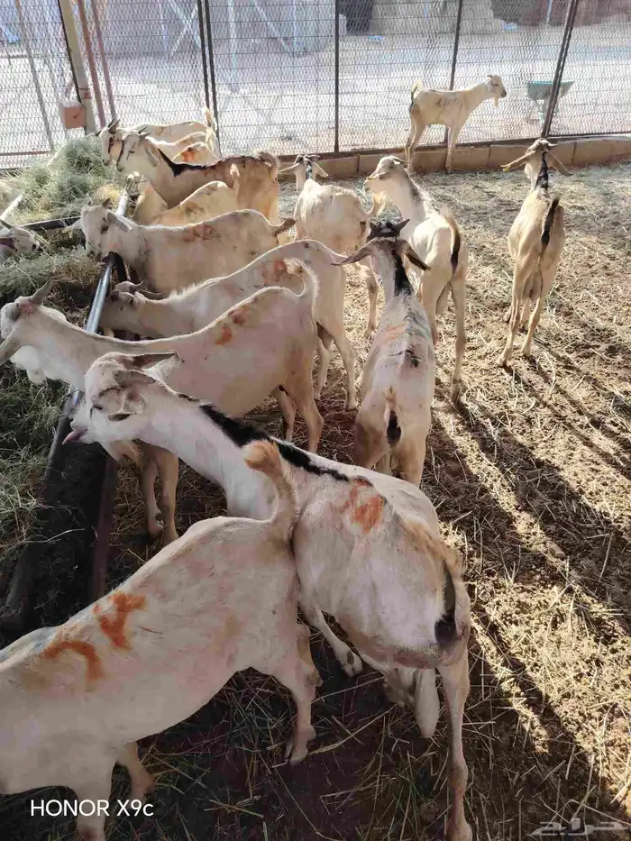 متوفر 70 راس بربري جذعان طيبة ومرعاها نظيف 5