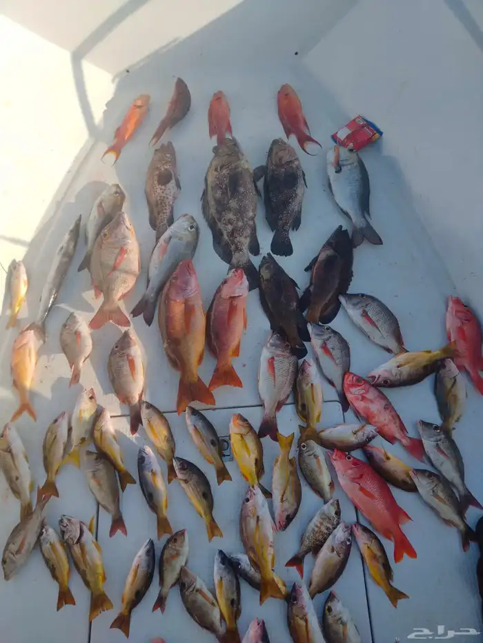 تتوفر لدينا رحلات فردية وجماعية طوال أيام الأسبوع 0